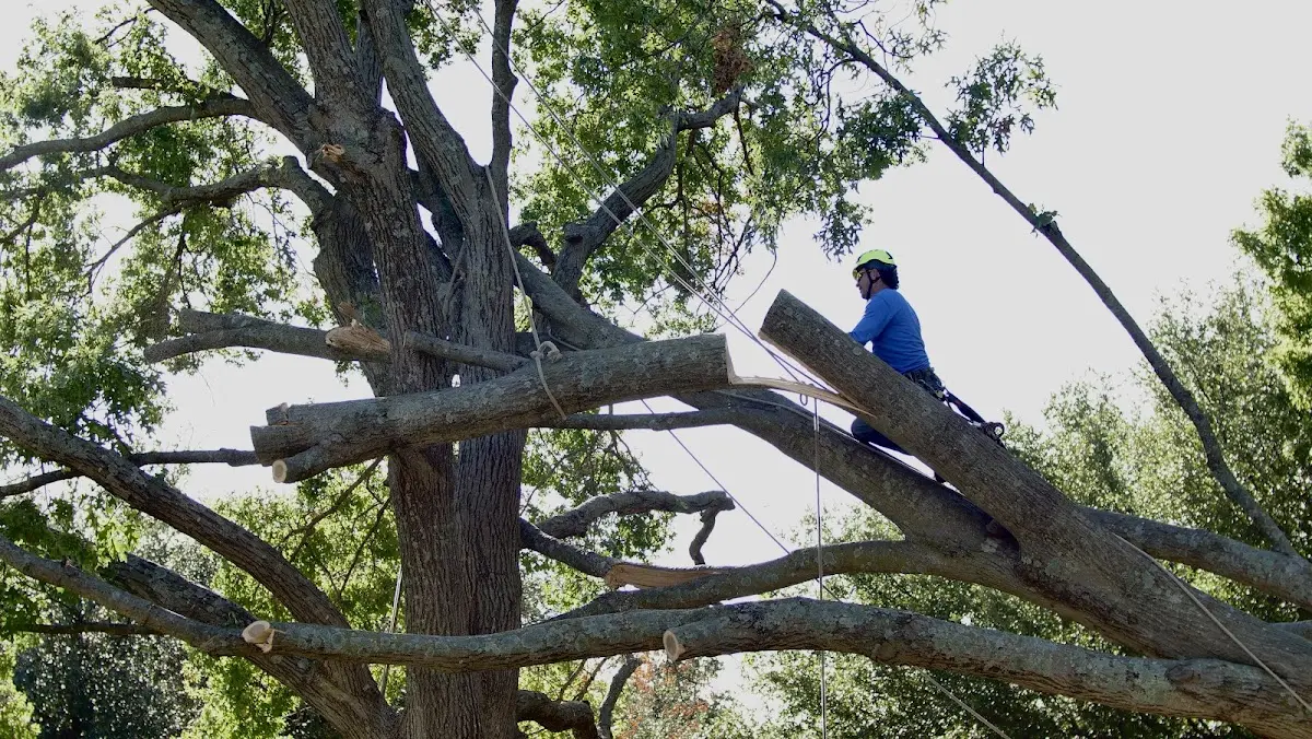 Professional Crown Thinning performed by certified arborists in Offerman